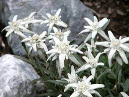 Edelweiss Flower Seeds Edelweiss Flower Alpine Flowers
