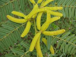 Image result for Mimosa pigra