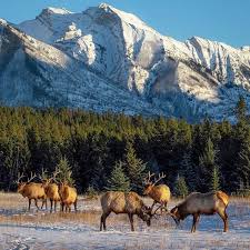 We did not find results for: Rv Camping In Denali National Park Cruise America