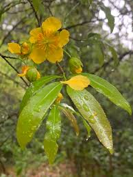 Image result for Ochna natalitia