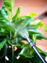 We know that home soaps are harmful to plants, even the darling of home remedies, joy dish soap. Get Rid Of Pests With This 2 Ingredient Homemade Insecticide Garden Betty