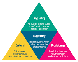 pyramid chart examples service goods continuum diagram