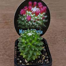 The color is dark green to blue green. Mammillaria Polythele Toluca Syn Mammillaria Vagaspina Var Toluca Mammillaria Toluca Uploaded By Mzambz