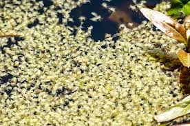 Image result for Wolffiella