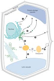 Oct 24, 2018 · beyond size, the main structural differences between plant and animal cells lie in a few structures found in plant cells. A Simplified Map Of The Secretory Pathway Of Higher Plants Cargo Download Scientific Diagram