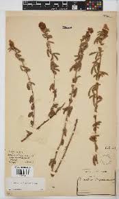 Image result for Dichilus reflexus