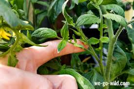 04 mai tomaten regelmäßig ausgeizen. Tomaten Ausgeizen Das Musst Du Wirklich Wissen