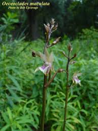 Image result for Oeceoclades maculata