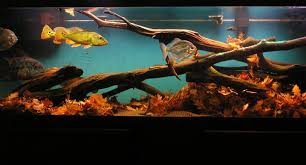 Huge Black Water Biotope With Silver Dollars And Peacock Bass Akuarium