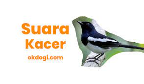 Suara Kacer Tarung Gacor Mp3 Betina Download Mastering