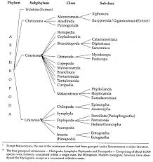 Phylum Arthropoda Features And Classification With Diagram