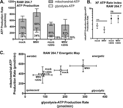 Treatment of breast cancer of glycolysis and a decrease in atp production resulting cells with glycolysis inhibitor 2dg. Glycolysis Is An Intrinsic Factor For Optimal Replication Of A Norovirus Mbio