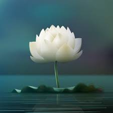 They've survived through the ice age & natural with that in mind, there are many types of lotus flowers that you can grow in your own garden. Free Vector Vector White Lotus Flower Pad In Pond Isolated On Blur Background