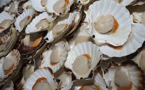 What S The Difference Between Bay And Sea Scallops Scallops Sea Scallops Fish List