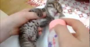 Anne Diyen Kedi Yavrusu Cok Tatliiii Kedi