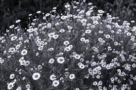 Maybe you would like to learn more about one of these? Field With Flowers In Spring Black And White Image Bw Stock Photo Image Of Plants Leaf 117893780
