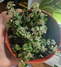 Image result for Pilea microphylla