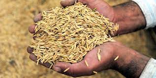 Unlike zombies, husks do not burn in sunlight. Students Use Rice Husks To Build Affordable Homes In The Philippines