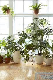 38 Lovely Cute Apartment Decorating Ideas On A Budget Plants Air Filtering Plants Urban Apartment