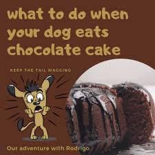 What To Do When Your Dog Eats Chocolate Cake What We Learned After Rodrigo Ate The Last Piece Of C Dog Ate Chocolate Amazing Chocolate Cake Recipe Dog Eating