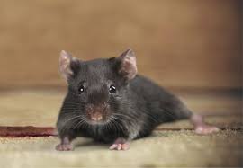Please fill in the form below for a free no obligation site survey and we will ask our friendly consultants to give you a call. How To Get Rid Of Mice Updated For 2021