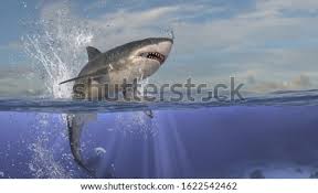 How to draw 3d shark? Shutterstock Puzzlepix