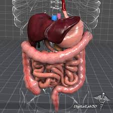 Human Digestive System By Digitallab3d On Creativemarket Human Digestive System Digestive System Model Human Body Anatomy