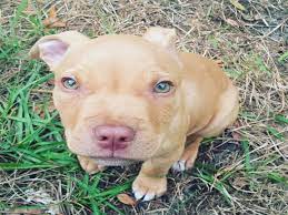 14 Important Facts About Red Nose Pitbull Dogs That Every Should Know American Bully Daily