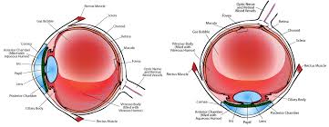 The retinal detachment surgery has many risks also. Comfortable Face Down Recovery After Eye Surgery Body Support Systems Inc