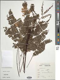 Image result for Adiantum vogelii