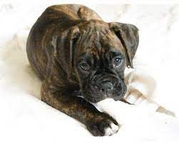 Pets Brindle Boxer Dogs Pictures Brindle Boxer Puppies Brindle Boxer Boxer Puppies