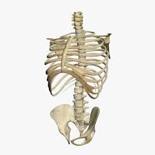 Human Skeleton Torso 3d Model Human Skeleton Skeleton Anatomy Body Bones