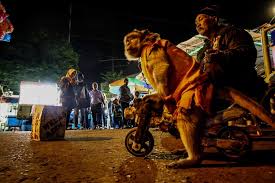 Monyetnya bisa motoran, naik sepeda ontel juga sholat dll. Demi Menghibur Manusia Monyet Pun Tersiksa Mongabay Co Id