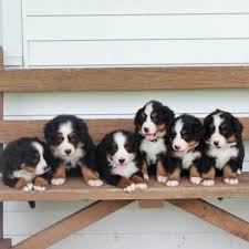 The bernese mountain dog is an intense and playful breed, but he is not a high energy breed. Bernese Mountain Dog Puppies For Sale California City Ca 354622