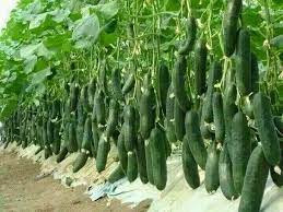 7 Growing Cucumbers How To Grow Store Pickle And Keep Fresh Backyard Vegetable Gardens Cucumber Gardening Cucumber Plant
