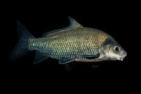 Image result for Hemiphractus bubalus