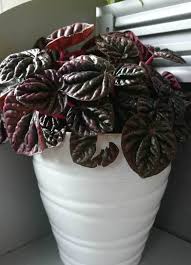 Peperomia propagation watermelon leaf plant. Peperomia Radiator Plant Desert Privet Plant Guide Our House Plants