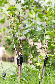 • make cut on your rootstock • make appropriate matching cut on your scion • attach your scion tightly to the rootstock with grafting tape. Grafting Fruit Trees Is Simple And Fun Yields Diverse Harvests