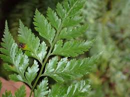 Image result for Davalliaceae