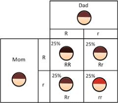 Understanding Genetics Hair Color Hair Color Trends Red Hair Gene