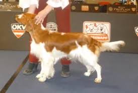 Image result for velššpringršpaněl