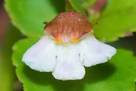 Image result for Vandellia subracemosa