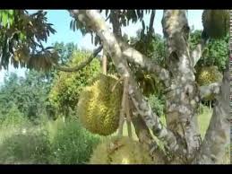 Teknologi cantuman dewasa tanaman durian, durio zibethinus bibit durian d24 malaysia,bibit tanaman durian d24 malaysia,jual bibit durian d24 malaysia these pictures of this page are about. Apply Discount Code Monthong55 To Get Rm5 Off Kenapa Tanam Pokok Durian Monthong Bole Ditanam Dalam Pasu Taman Buah Tanaman Kebun