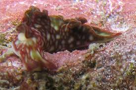 Image result for Landolphia rufescens