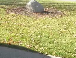 Small line of rocks decoration. Landscape Ideas Plants Around Large Rock