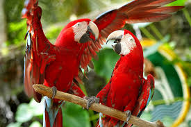 A famosa safari wonderland melaka. Safari Wonderland Malacca A Famosa Resort