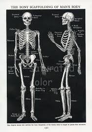 Human Skeleton Anatomy Vintage 1940s High Res Digital Image Etsy Skeleton Anatomy Human Skeleton Anatomy Human Skeleton