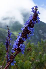 Image result for Aristea abyssinica