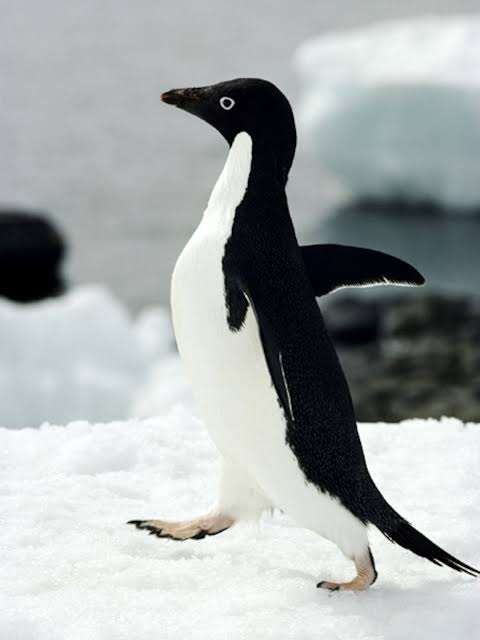 Antarctic Animal Pictures - National Geographic | National Geographic
