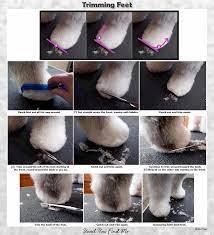 Old English Sheepdog Grooming Haircut Sport Clip Dog Grooming Salons Schnauzer Grooming Poodle Grooming